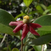 Uvaria zeylanica L.